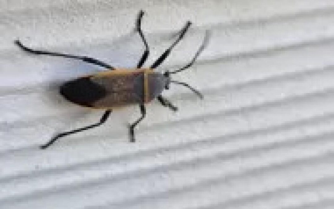 A Closer Look at How Bordered Plant Bugs and Ants Work Together