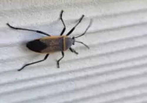 A Closer Look at How Bordered Plant Bugs and Ants Work Together