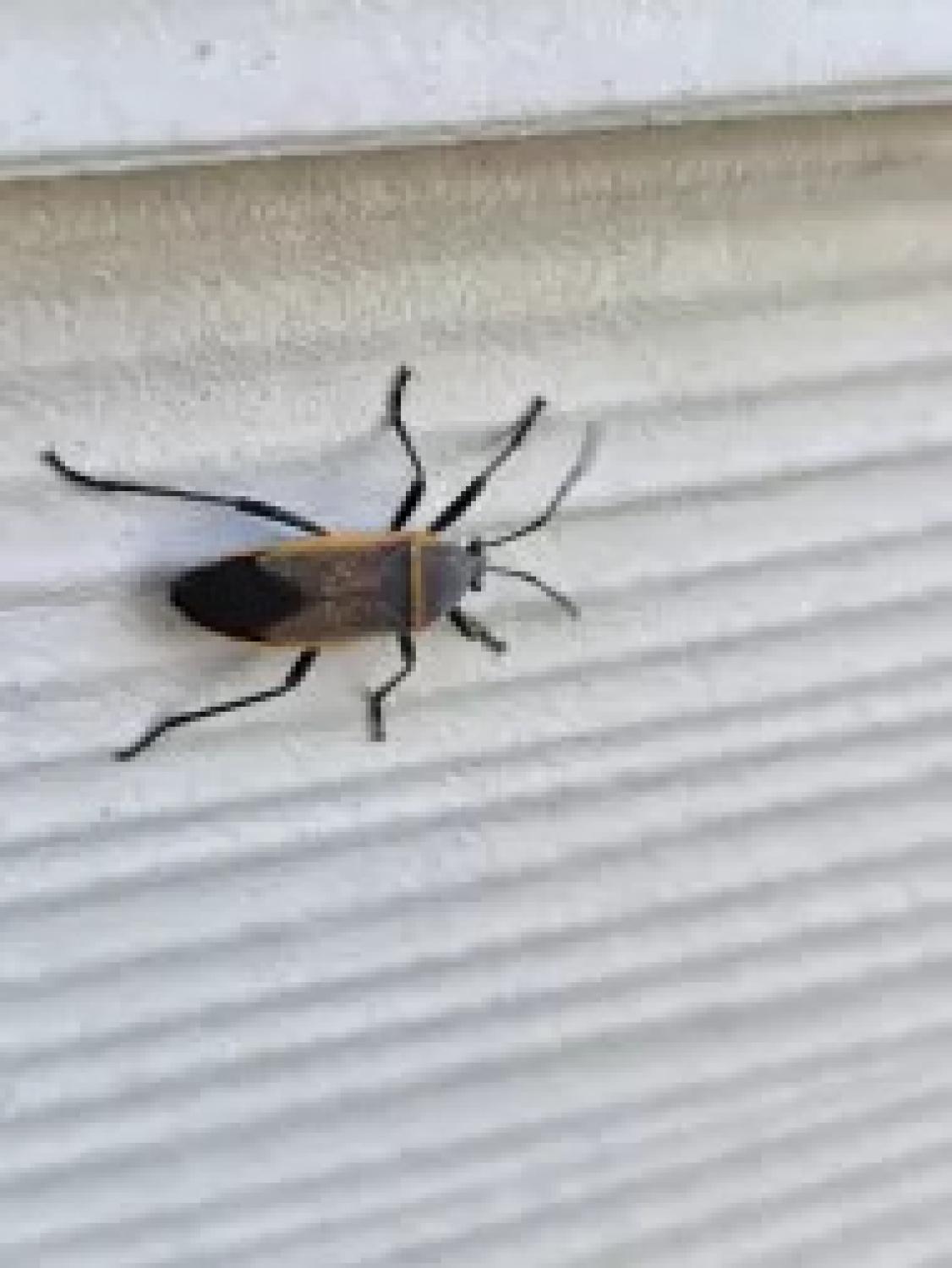 A Closer Look at How Bordered Plant Bugs and Ants Work Together