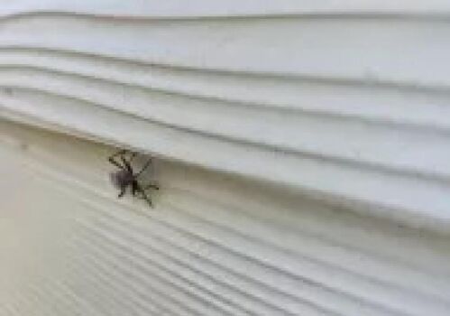 A Closer Look at How Bordered Plant Bugs and Ants Work Together