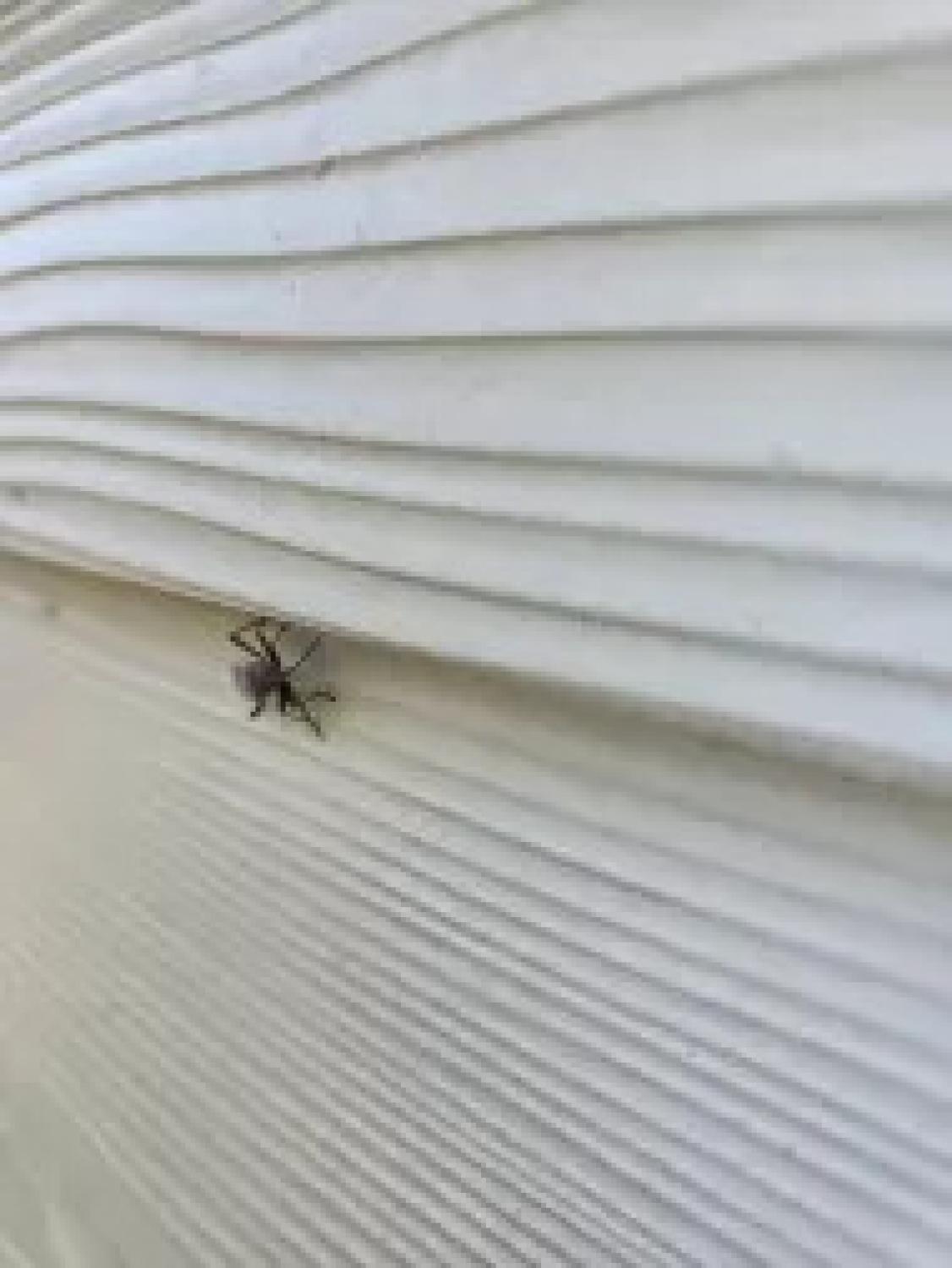 A Closer Look at How Bordered Plant Bugs and Ants Work Together