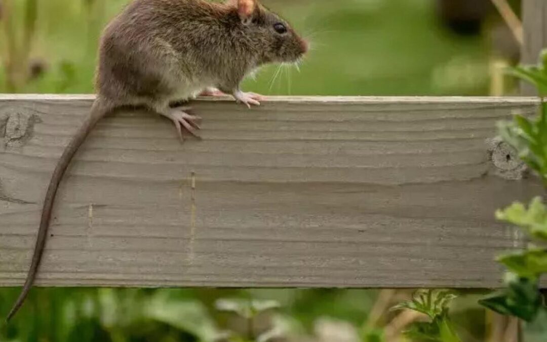 A Peek Into Our Rodent Control Project