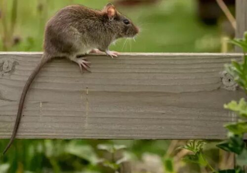 A Peek Into Our Rodent Control Project