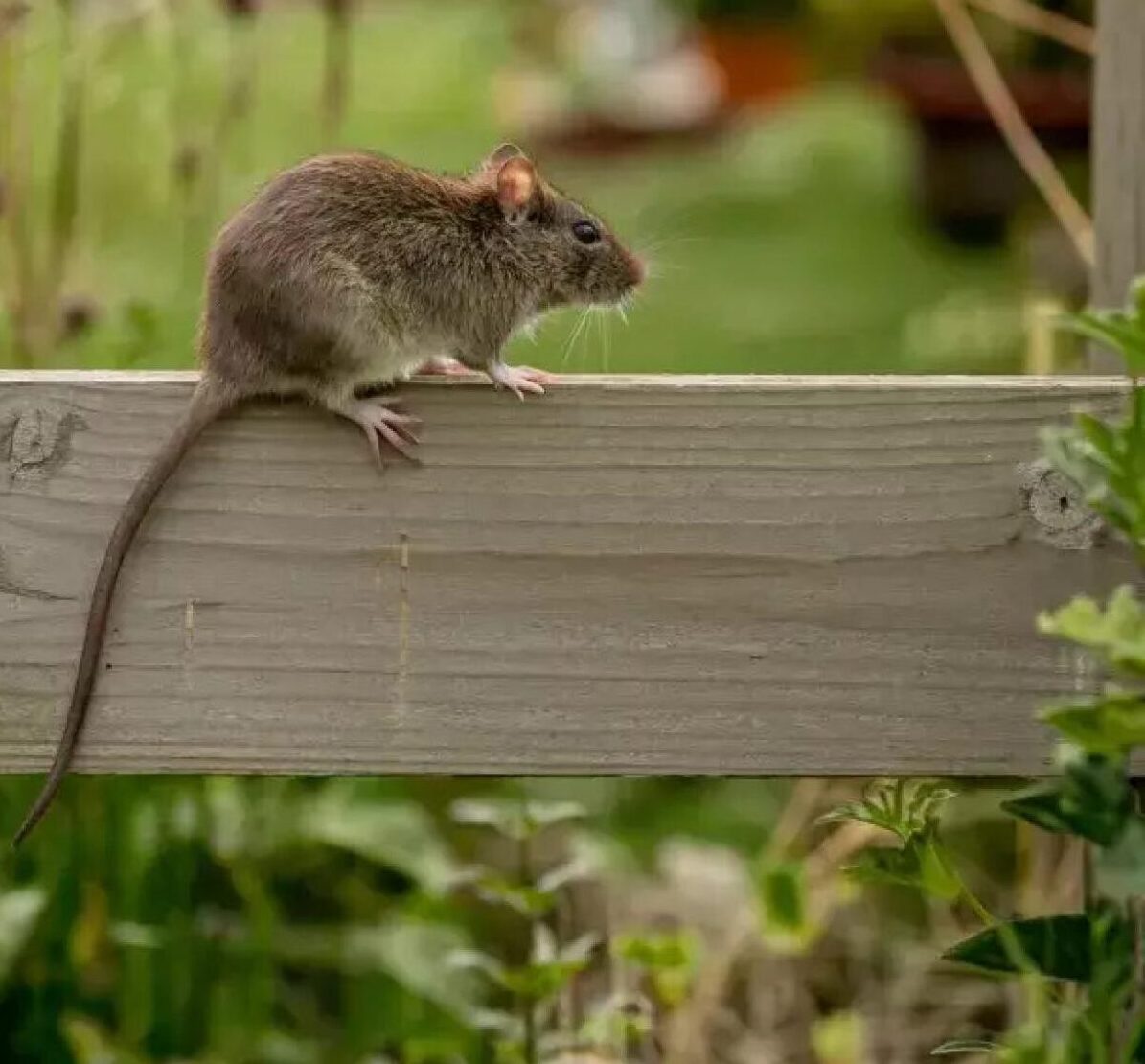 A Peek Into Our Rodent Control Project