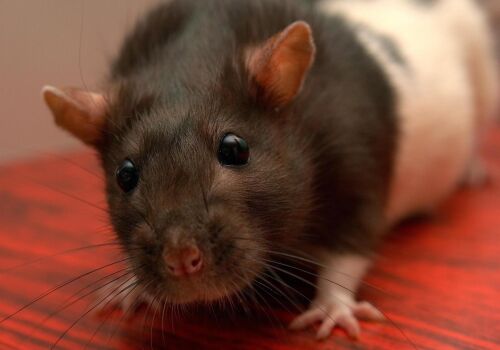 A Peek Into Our Rodent Control Project