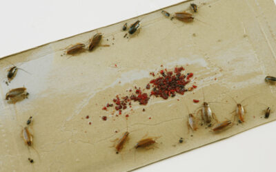 How to Get Rid of Cockroaches Naturally: Tips for a Roach-Free Home