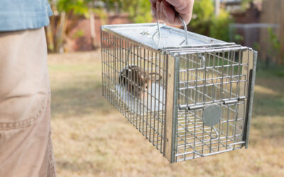 Blog 3 Are Rats Dangerous in Texas? Health Risks, Damage, and Prevention