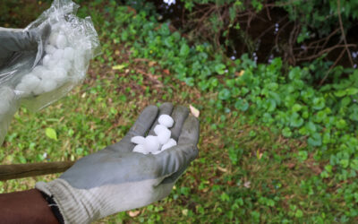 Blog 2 How to Get Rid of Moths in Your Home: Natural and Effective Methods