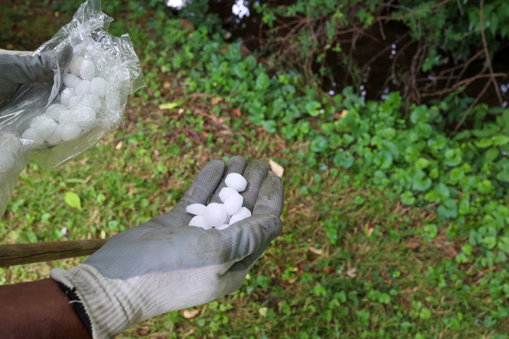 A Black Man Holding Mothballs In His Hand By A Creek