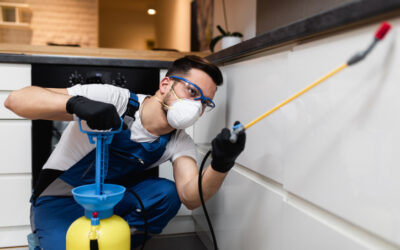 Blog 5 How to Get Rid of Spiders Without Harming Pets