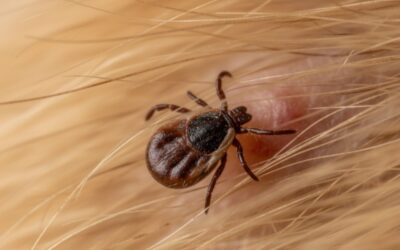 Blog 17 Seasonal Pest Control in San Antonio: What to Expect Year-Round