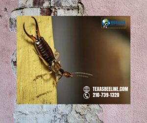 Proactive Tips for a Pest-Free Environment