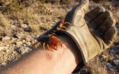 Blog 2 The Truth About Texas Centipede Bites: Identification, Venom, and Expert Protection