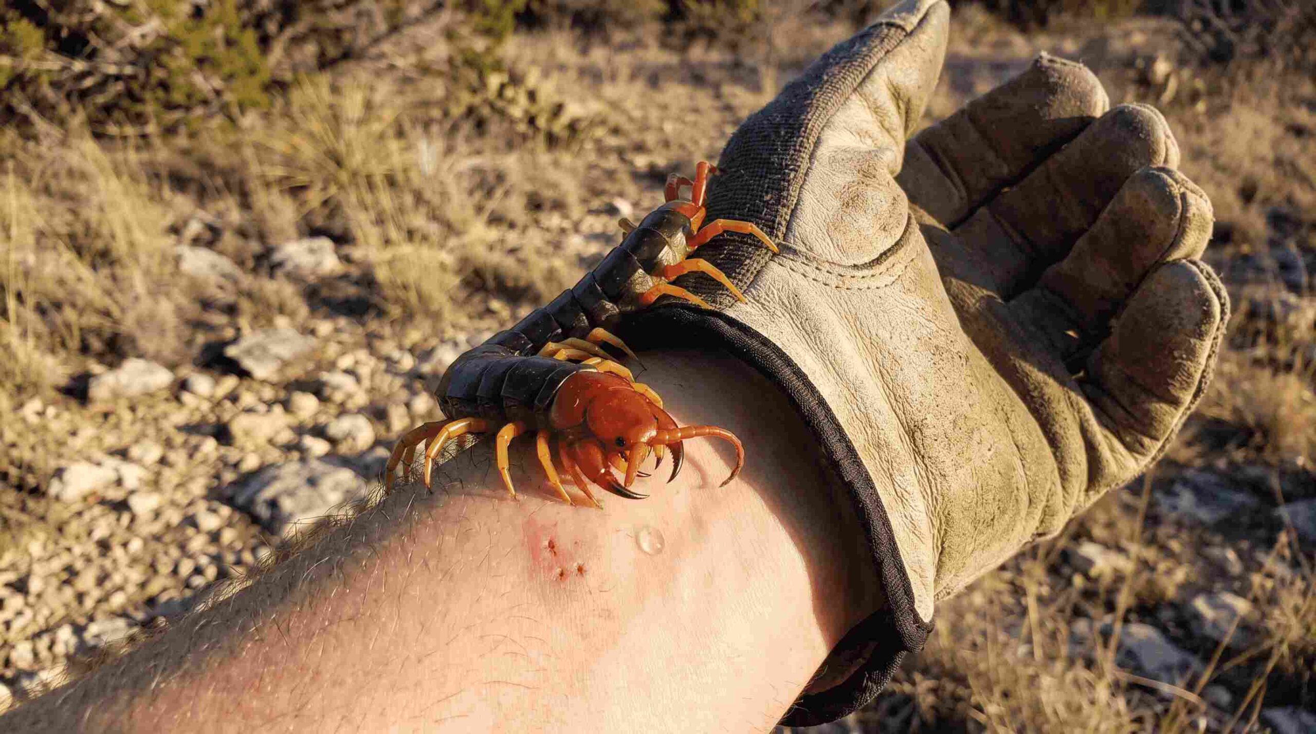 The Truth About Texas Centipede Bites: Identification, Venom, and Expert Protection The Truth About Texas Centipede Bites: Identification, Venom, and Expert Protection