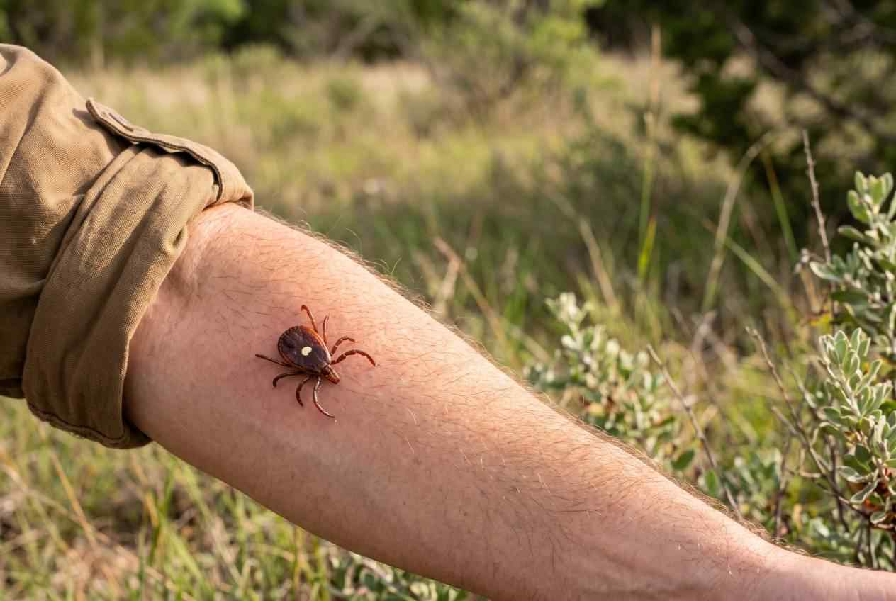 Close-up of a Lone Star tick with a visible white spot crawling on a person's forearm outdoors.