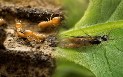 Blog 5 Flying Ants or Termites? How to Tell What Is Really Swarming Your Texas Home