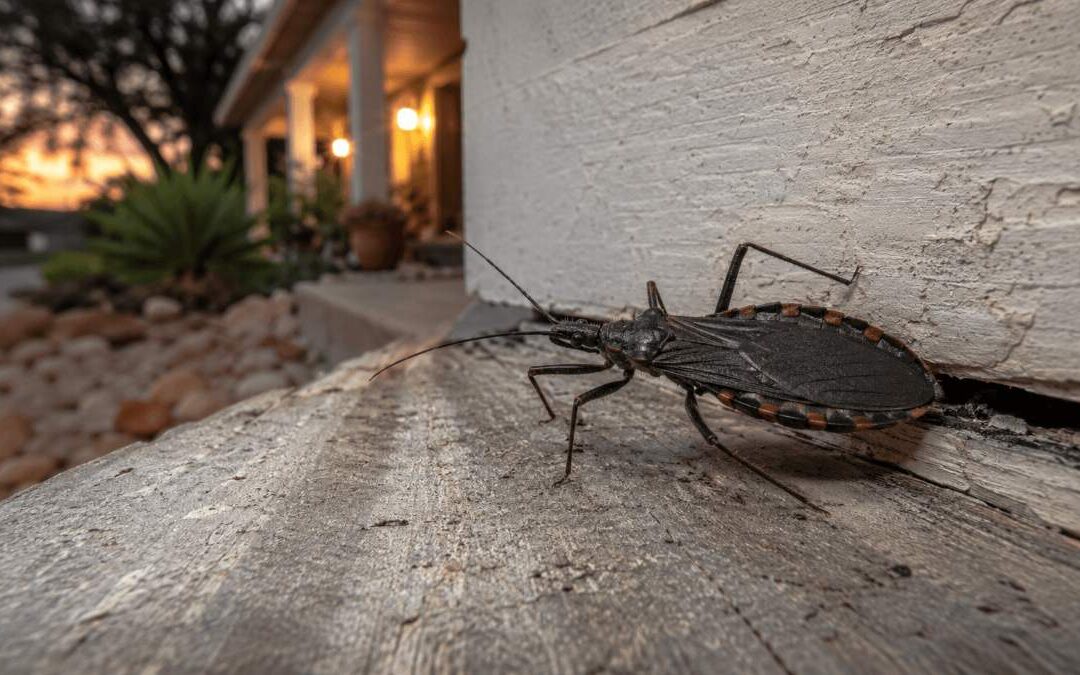 Kissing Bugs and Chagas Disease in Texas: What Homeowners Need to Know
