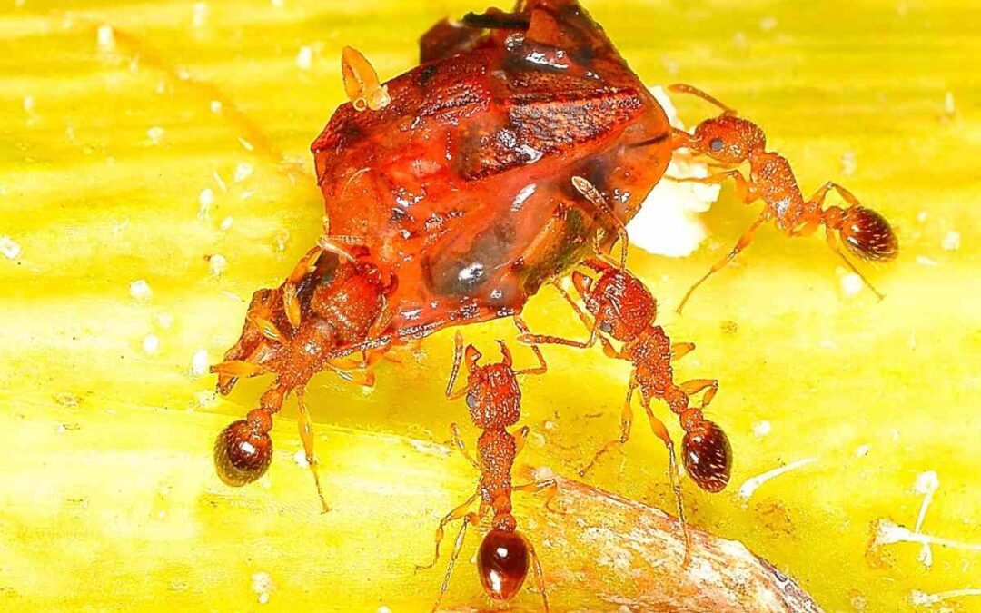 Fire Ants in Texas: What Every Homeowner Needs to Know