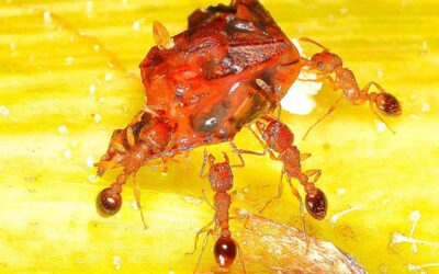 Blog 6 Fire Ants in Texas: What Every Homeowner Needs to Know