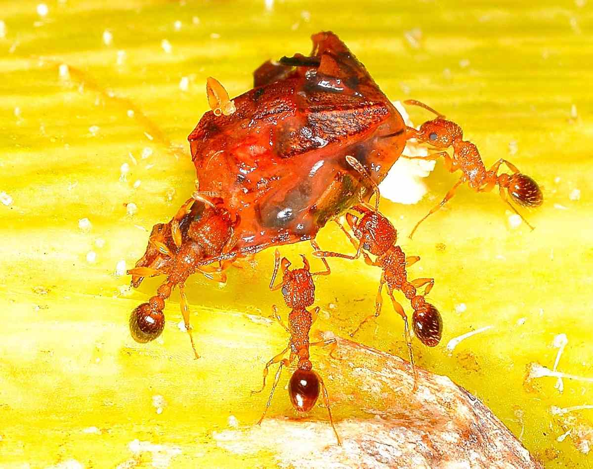 Fire Ants in Texas: What Every Homeowner Needs to Know Fire Ants in Texas: What Every Homeowner Needs to Know