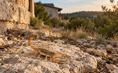 Scorpions in Helotes and the Hill Country: Why They Get More