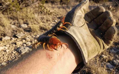 Blog 12 The Truth About Texas Centipede Bites: Identification, Venom, and Expert Protection